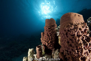 Prickly tube sponge taken at Ras-umm-sid. by Stephan Kerkhofs 
